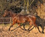 Mooie 5 jarige draver ruin, Gechipt, Ruin, 3 tot 6 jaar, Recreatiepaard