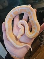 Koningspython- ballpython- python regius, Dieren en Toebehoren, Reptielen en Amfibieën, Slang, Tam, 0 tot 2 jaar