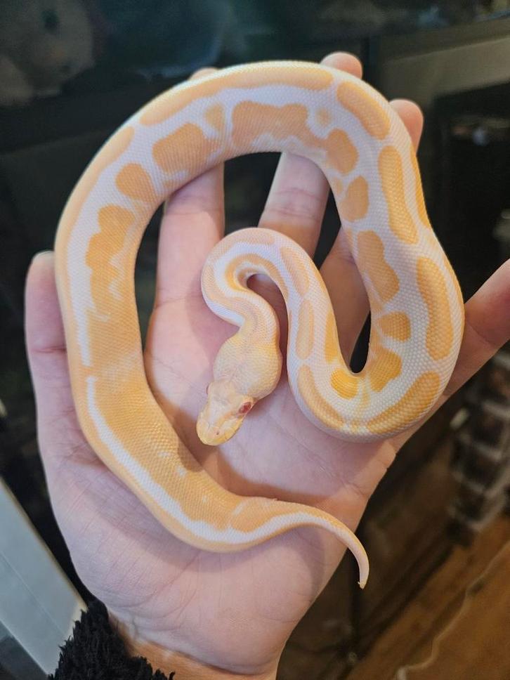 Koningspython- ballpython- python regius