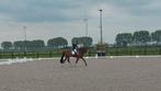 Te koop: Nirvana (Henkie x Sir Sinclair) 7-jarige merrie, Dieren en Toebehoren, Paarden, Merrie, Gechipt, Dressuurpaard, 170 tot 175 cm