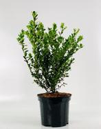 Ilex crenata ´Green Hedge´, Ophalen, Hulst, Haag, Minder dan 100 cm