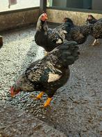 Haantjes barneveldse krielen  dubbel zilver gezoomd, Dieren en Toebehoren, Pluimvee, Mannelijk, Kip