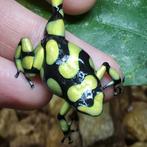 Dendrobates auratus 'Capurgana', Dieren en Toebehoren, Reptielen en Amfibieën, Amfibie, 0 tot 2 jaar