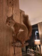 Opgezette eekhoorn - Nette staat!, Verzamelen, Ophalen, Zo goed als nieuw, Wild dier, Opgezet dier