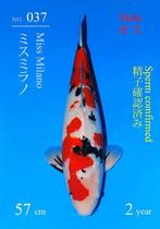 Sakai Sanke Japense koi Karper, Dieren en Toebehoren, Vissen | Vijvervissen, Karper of Koi