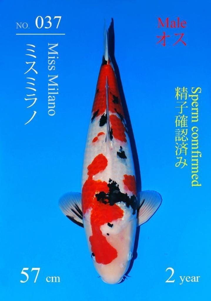Sakai Sanke Japense koi Karper, Dieren en Toebehoren, Vissen | Vijvervissen, Karper of Koi
