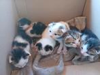 Kittens, Ophalen