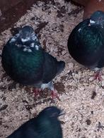 Kroppers tilduiven Haagse Spaans, Vrouwelijk