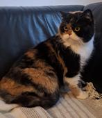 Britse korthaar  met stamboom, Poes, Met stamboom