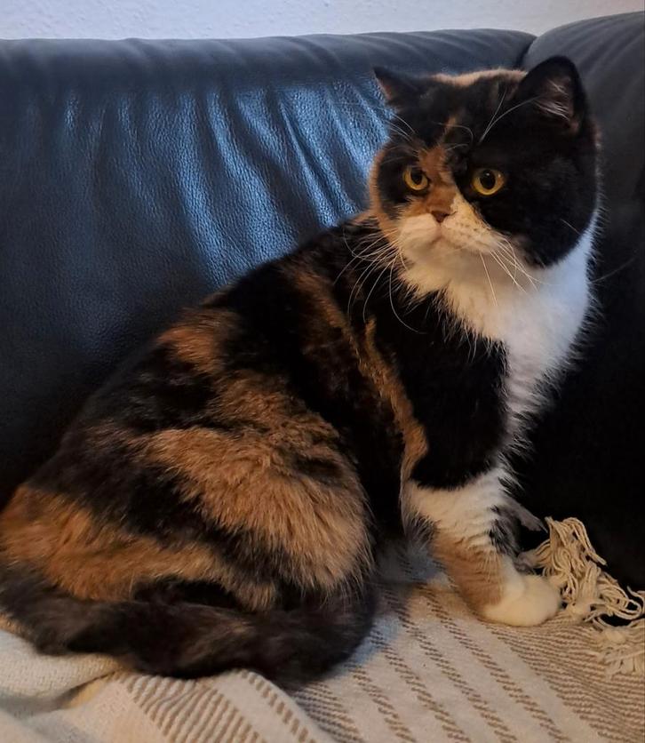 Britse korthaar  met stamboom, Dieren en Toebehoren, Katten en Kittens | Raskatten | Korthaar, Poes, Met stamboom, Gechipt