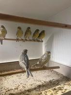 Te koop, Dieren en Toebehoren, Vogels | Kanaries, Mannelijk, Kleurkanarie