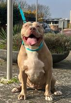 American bully teef, Dieren en Toebehoren, Honden | Bulldogs, Pinschers en Molossers, Rabiës (hondsdolheid), Teef, Bulldog, Eén hond