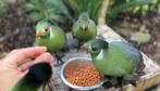 Tamme Witwangtoerako’s, Dieren en Toebehoren, Vogels | Overige Vogels, Meerdere dieren, Tropenvogel, Geringd