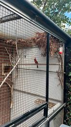 Oudere Vermiljoen kardinaal man, Dieren en Toebehoren, Vogels | Overige Vogels, Mannelijk