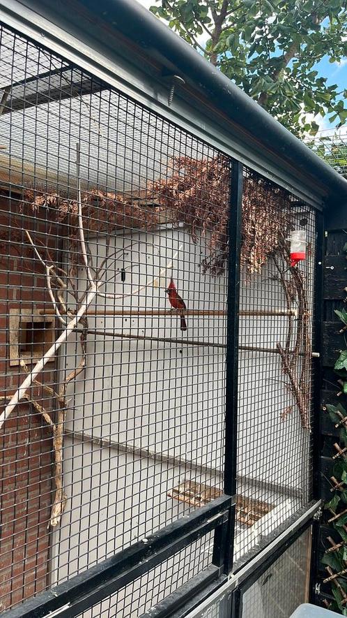 Oudere Vermiljoen kardinaal man, Dieren en Toebehoren, Vogels | Overige Vogels, Mannelijk