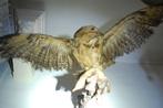 opgezette buizerd, Ophalen of Verzenden, Vogel, Opgezet dier