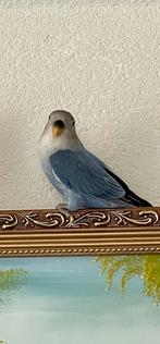 Prachtige Lieve Gezonde Hand Tamme Agapornis Dwergpapegaai, Meerdere dieren, Dwergpapegaai of Agapornis, Tam