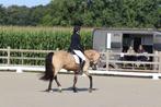 🌟 Irish Sport Horse merrie – valkkleur – 5 jaar 🌟, Dieren en Toebehoren, Merrie, Gechipt, M, Dressuurpaard