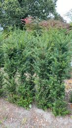 Taxus baccata, Ophalen, Taxus, Minder dan 100 cm