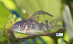 Corydoras paleatus, Dieren en Toebehoren, Vis, Zoetwatervis, Schoolvis