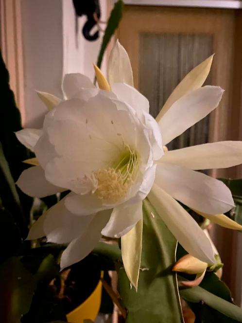 Epiphyllum ‘Crenatum’, Huis en Inrichting, Kamerplanten, Overige soorten, Minder dan 100 cm, Bloeiende kamerplant, Halfschaduw