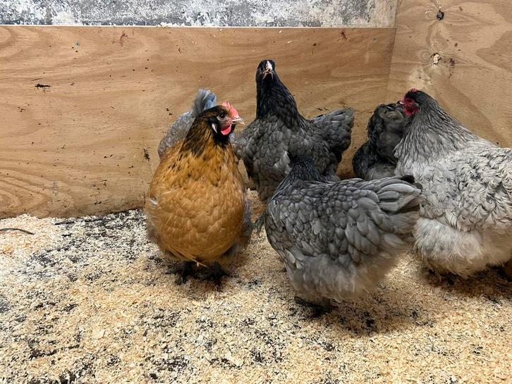 Jonge hennen orpington, Dieren en Toebehoren, Pluimvee, Kip, Vrouwelijk