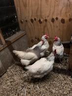 4 kippen, Dieren en Toebehoren, Pluimvee, Vrouwelijk, Kip