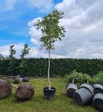 Walnotenboom | Juglans regia Menen, 400 cm of meer, Volle zon, In pot, Overige soorten