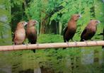 Zilverbekjes, Meerdere dieren, Tropenvogel