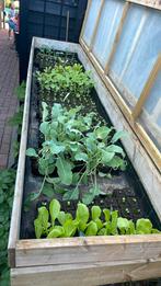 Groenteplanten andijvie  boerenkool bloemkool, Tuin en Terras, Planten | Tuinplanten, Ophalen, Volle zon, Groenteplanten, Eenjarig
