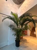Goudpalm Areca 280+ cm, Huis en Inrichting, Kamerplanten, Ophalen, 200 cm of meer, Palm, Halfschaduw