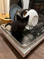 Britse korthaar, Dieren en Toebehoren, Katten en Kittens | Raskatten | Korthaar, Meerdere dieren, Ontwormd, 0 tot 2 jaar