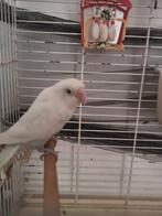 Agapornis pop, Dieren en Toebehoren, Vogels | Parkieten en Papegaaien, Vrouwelijk, Dwergpapegaai of Agapornis