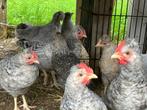 Cream Legbar hanen, Dieren en Toebehoren, Pluimvee, Mannelijk, Kip