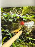 Binsenastrilde, Dieren en Toebehoren, Mannelijk, Tropenvogel, Geringd