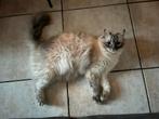 Ragdoll kater. Let op!! Prijs is exclusief kattenbak, Dieren en Toebehoren, Kater
