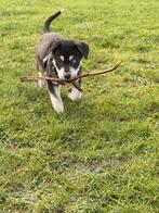 Labrador x husky pup, Dieren en Toebehoren, Parvo, Reu, 8 tot 15 weken, Groot