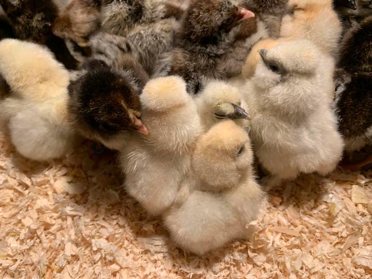 Kuikens uitbroeden? Wij helpen je op weg!, Dieren en Toebehoren, Pluimvee, Kip, Geslacht onbekend