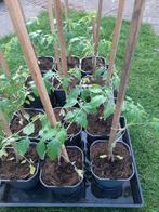 Tomaten planten MoneyMaker, Zomer, Ophalen, Groenteplanten, Eenjarig