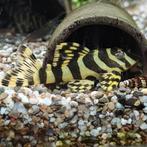 L-134 peckoltia compta, Dieren en Toebehoren, Vissen | Aquariumvissen