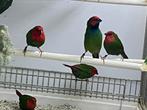 Roodkop papegaai amadines onverwant koppel