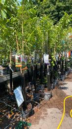 Fruitbomen halsfstam de meeste met vruchten, Tuin en Terras, Planten | Bomen, Ophalen, Lente, Volle zon, Overige soorten