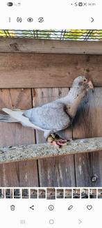 Duiven te koop man, Dieren en Toebehoren, Vogels | Duiven, Mannelijk, Overige soorten