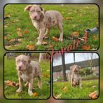 Xl bully, Dieren en Toebehoren, Honden | Bulldogs, Pinschers en Molossers, Rabiës (hondsdolheid), 8 tot 15 weken, Meerdere, Meerdere dieren