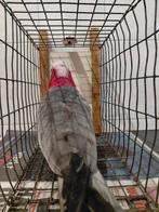 Goede kweekman Rosè-kaketoe., Dieren en Toebehoren, Mannelijk, Papegaai