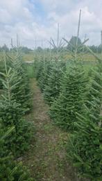 Kerstbomen Fraserie/nordman in Pot of Gezaagd 140 - 210 cm, Tuin en Terras, Planten | Bomen, Overige soorten, 100 tot 250 cm, Zomer
