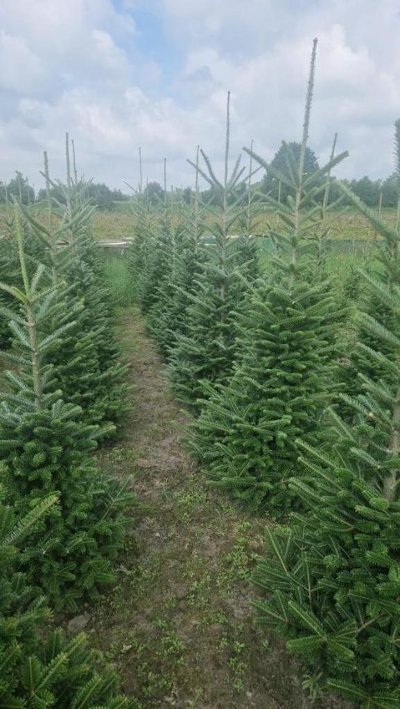 Kerstbomen Fraserie/nordman in Pot of Gezaagd 140 - 210 cm, Tuin en Terras, Planten | Bomen, Overige soorten, 100 tot 250 cm, Volle zon