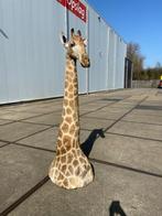 opgezette giraffe 265cm hoog!! Met CITES certificaat!!, Nieuw, Wild dier, Opgezet dier, Ophalen