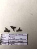 Haaientanden uit Hoevenen: Carcharoides catticus, Ophalen of Verzenden, Fossiel