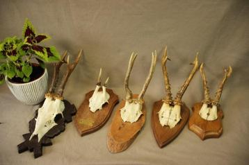 Kleine ree geweitjes - Taxidermie beschikbaar voor biedingen